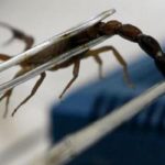 Ternyata Racun Kalajengking Cairan Paling Mahal di Dunia.