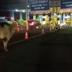 Viral 2 Ekor Sapi Masuk Kawasan Bandara Soekarno-Hatta, Begini Kronologinya