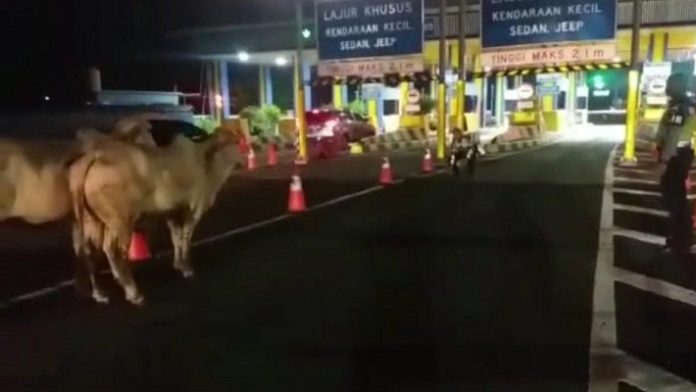 Viral 2 Ekor Sapi Masuk Kawasan Bandara