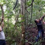 Manfaat Kayu Bajakah Untuk Kesehatan serta Efek Sampingnya.