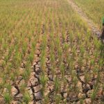 BMKG Prediksi 50-60 Persen El Nino Berpeluang Terjadi pada Semester Dua 2023