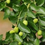 Tanaman Ini Bisa Bawa Energi Positif Seperti yang Disebut di Alquran