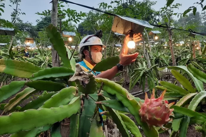 Petugas PLN mengganti bohlam LED yang mati pada instalasi Electrifying Agriculture atau sistem perkebunan berbasis energi listrik di kebun buah naga (ilustrasi).