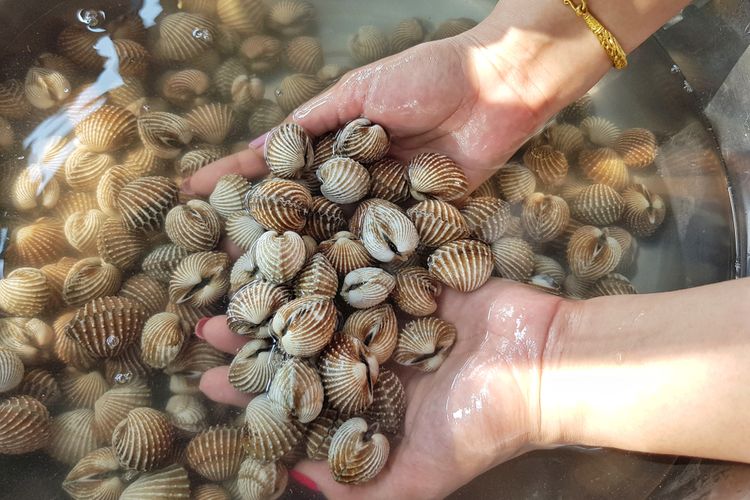 ilustrasi kerang dara