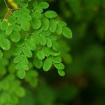 ilustrasi daun kelor