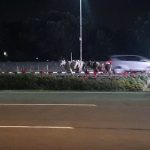 Viral 2 Ekor Sapi Masuk Kawasan Bandara Soekarno-Hatta, Begini Kronologinya.