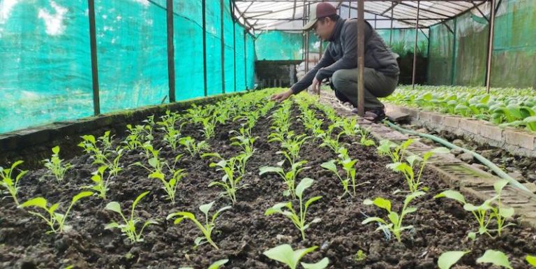 Hebatnya Pertanian Organik Brenjonk Trawas Bisa Ditiru Desa Lain