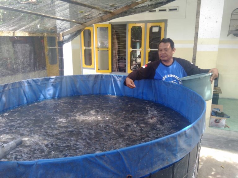 Totok Winaryo ketua kelompok Wahyu Lele 2 sebagai Pioner penggerak Kampung Lele. Foto : Fio Atmaja