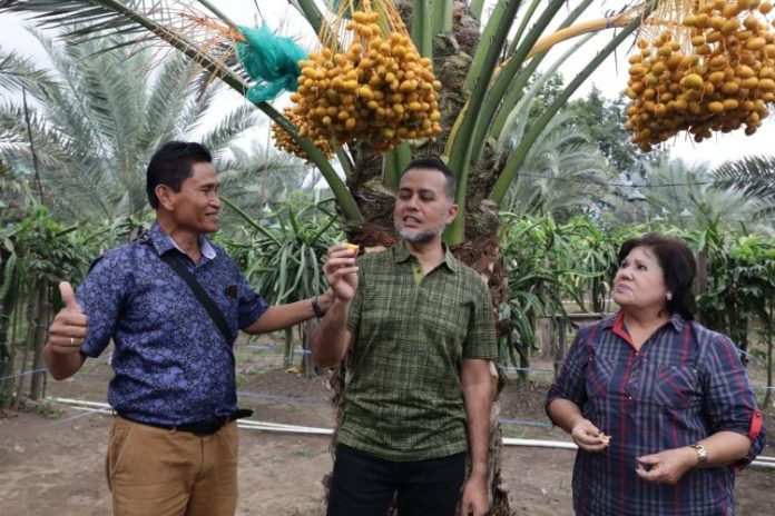 Wakil Gubernur Sumatera Utara (Sumut) Musa Rajekshah, Bupati Karo Cory Sriwaty Sebayang dan Bena Ukur Tarigan (pemilik kebun)