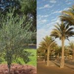 Tanaman Ini Bisa Bawa Energi Positif Seperti yang Disebut di Alquran.