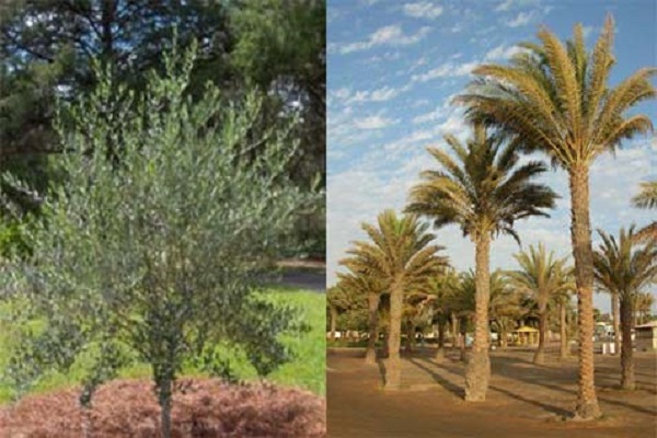 Tanaman Ini Bisa Bawa Energi Positif