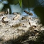 Teror Ulat Bulu Serang Warga Situbondo