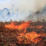 kebakaran hutan dan lahan (karhutla)