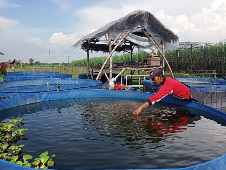 Warga Ubah Sungai Kotor Jadi Tempat Budidaya Ikan Tawar