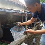 Pemuda Mojokerto Raup Cuan Puluhan Juta dari Budidaya Lobster Air Tawar