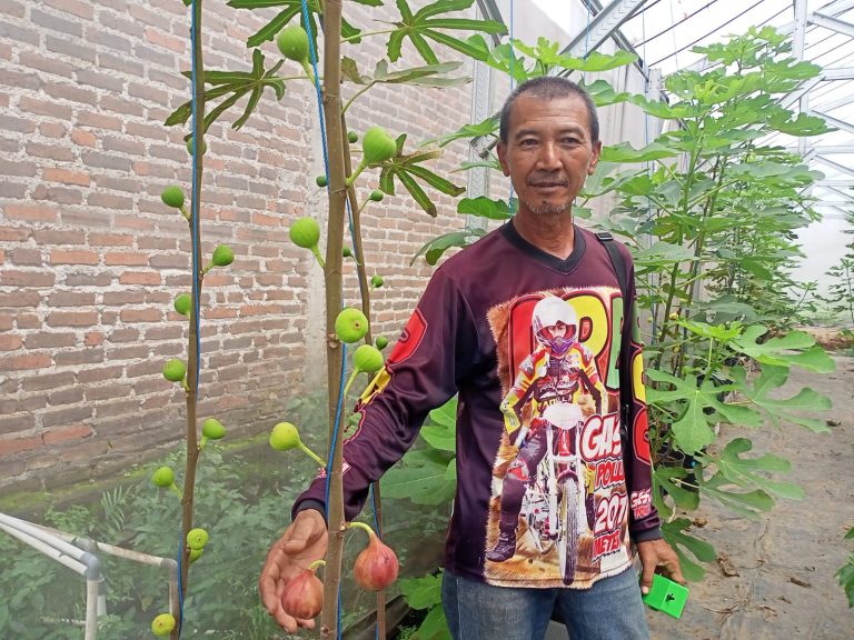 Unik, Tanaman Buah Tin Tumbuh Subur di Mojokerto Dengan Teknik Hidroponik