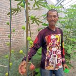Unik, Tanaman Buah Tin Tumbuh Subur di Mojokerto Dengan Teknik Hidroponik