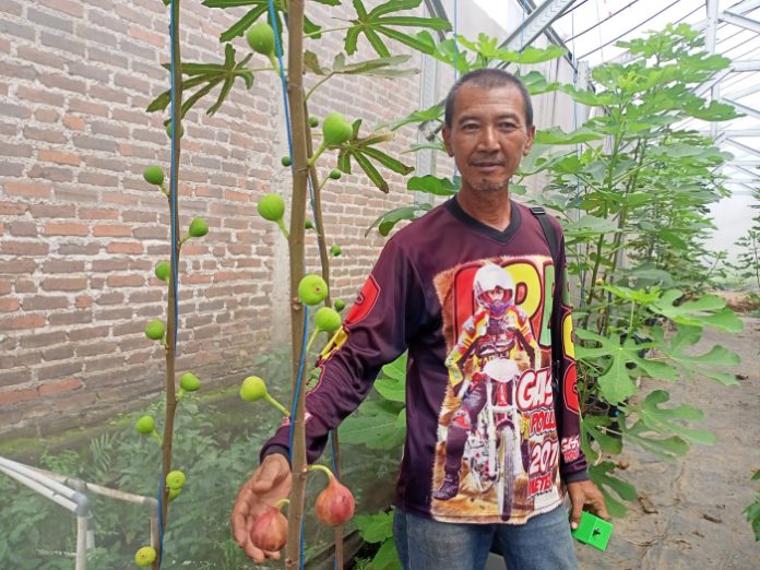 Unik, Tanaman Buah Tin Tumbuh Subur di Mojokerto Dengan Teknik Hidroponik
