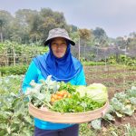 Petani organik Twelev’s Organic di Claket Mojokerto. Foto : Twelev’s Organic