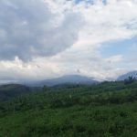 Hutan di Dusun Jabung yang bakal dikelola masyarakat melalui perhutanan sosial skema HKm. Foto : Fio Atmaja