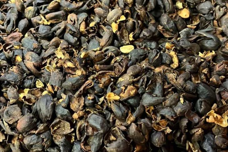 Teh dari kulit buah kopi arabika (cascara)