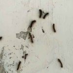 Teror Ulat Bulu Serang Warga Situbondo.