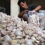 ilustrasi pedagang bawang putih