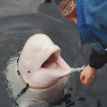 paus beluga