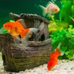 ilustrasi ikan hias