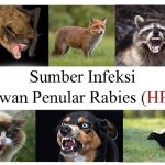 Mengenal Penyakit Rabies: Pencegahan, Pertolongan Pertama dan Penyebabnya.