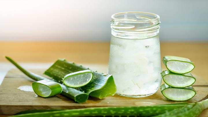 ilustrasi lidah buaya