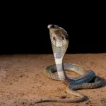 ilustrasi ular kobra