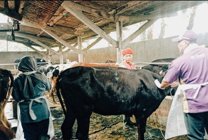 Jelang Hari Raya Idul Adha, Pemkab Mojokerto Bakal Awasi Ketat Hewan Ternak Karena Kasus LSD Masih Tinggi