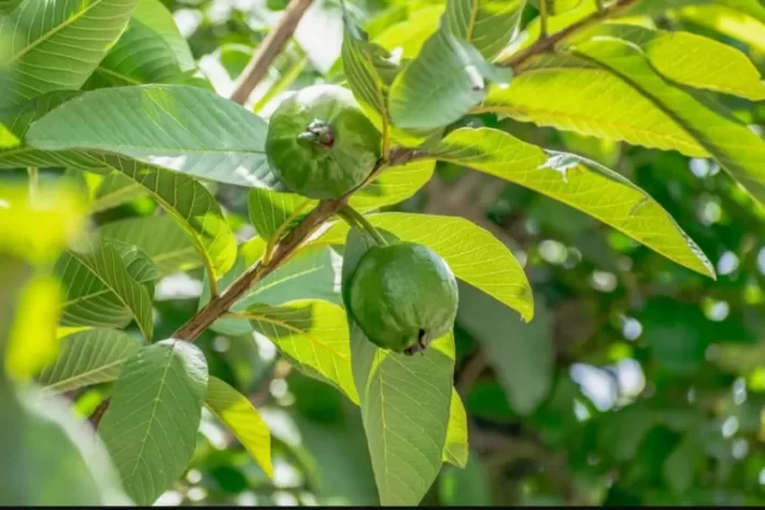 ilustrasi daun jambu biji