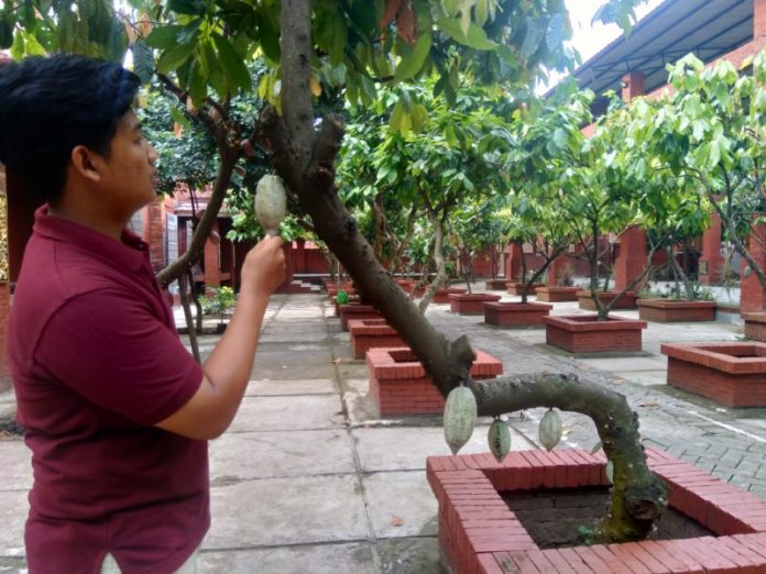 Melihat lebih dekat pengolahan cokelat di wisata desa BMJ Mojokerto. Foto : Fio Atmaj
