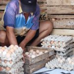Faktor Cuaca, Harga Telur di Kabupaten Mojokerto Masih Tinggi