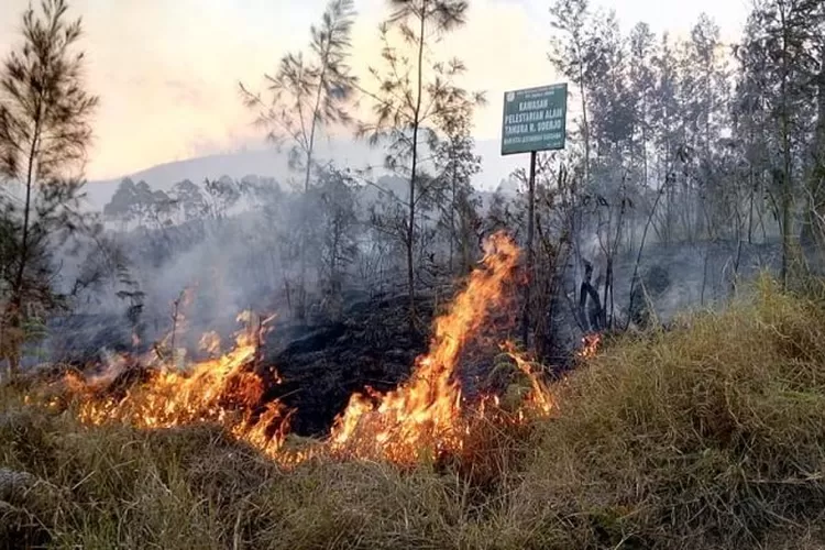 Gunung Arjuno terbakar