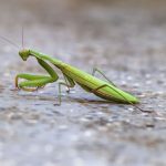 ilustrasi belalang sembah