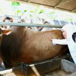 Promosikan Hewan Kurban Jatim, Gubernur Khofifah: Hewannya Sehat, Ketersedian Surplus