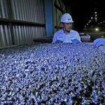 Ekspor 5 Juta Ton Bijih Nikel Ilegal ke China, Bea Cukai Deteksi Pelakunya.