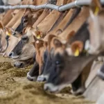 ilustrasi hewan kurban