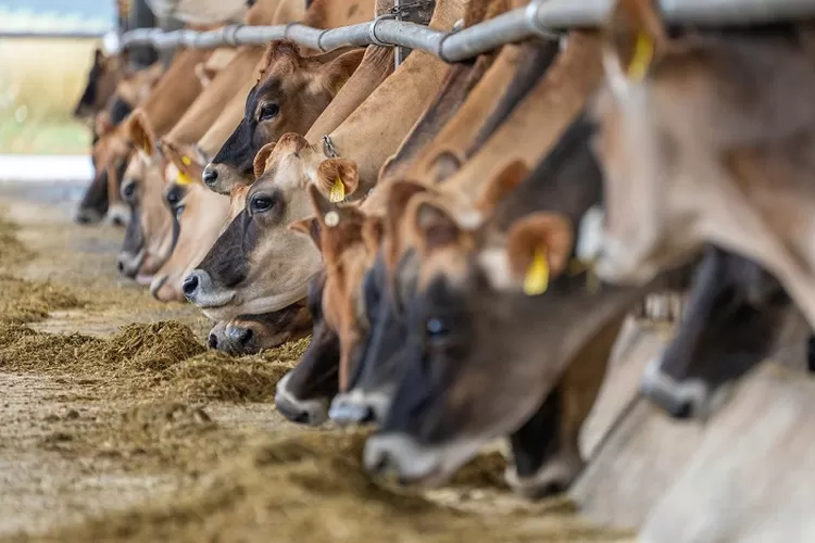 ilustrasi hewan kurban