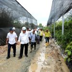 Menteri PUPR Basuki Hadimuljono telah menyiapkan 52 ribu pohon untuk ditanam di koridor jalan tol Ibu Kota Nusantara (IKN).