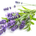 Bunga lavender bisa membantu mengusir nyamuk