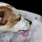 Kemenkes: 2 Kabupaten di NTT Berstatus KLB Rabies