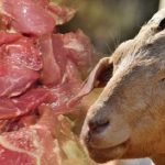 Cara Hilangkan Bau Daging Kurban Kambing dan Sapi