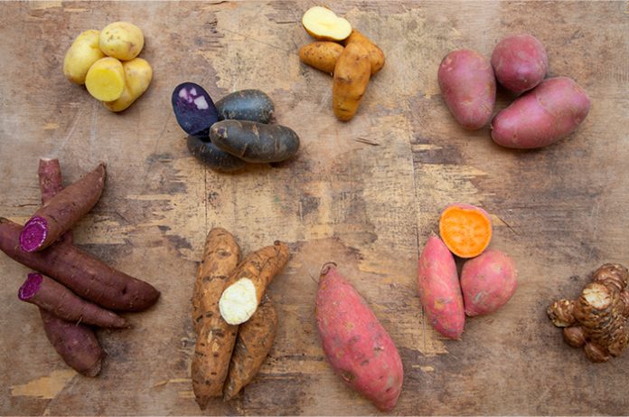 ilustrasi umbi-umbian