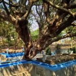 Pemkab Mojokerto bakal beli lahan makam. (Foto : Istimewa)