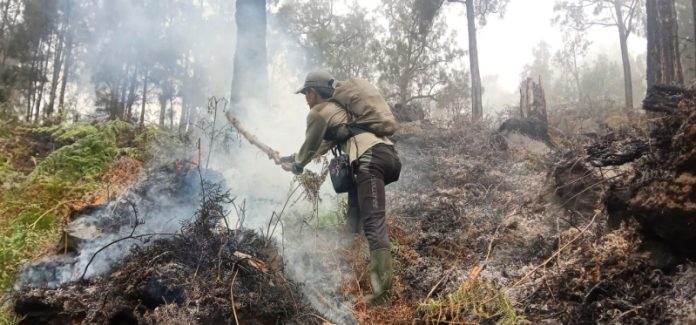 14 Pendaki asal Mojokerto di blacklist seumur hidup akibat Kebakaran hutan di gunung welirang - arjuno. (Foto : dok.Petugas Tahura saat memadamkan api di Gunung Welirang - Arjuno)