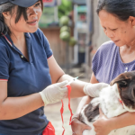 vaksinasi rabies pada anjing